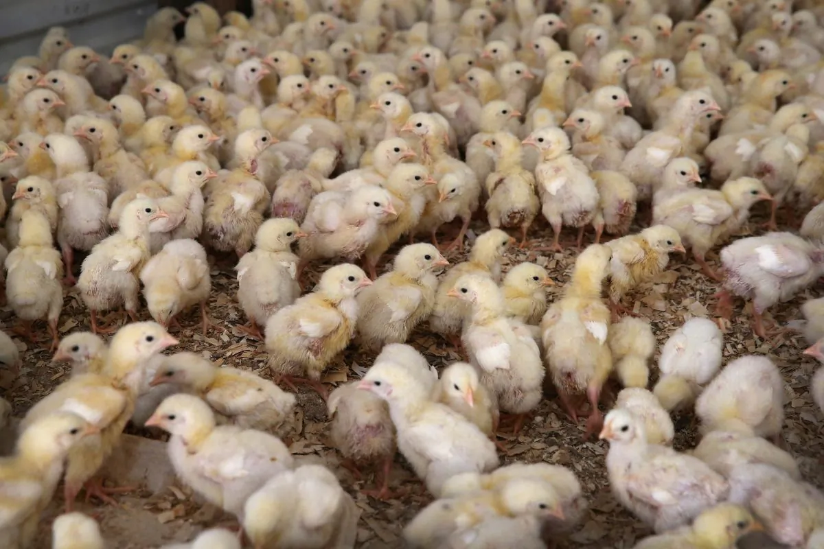 Chicks run around a barn at a farm in Osage, Iowa on Aug. 9, 2014. (Photo by Scott Olson/Getty Images)