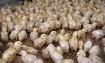 China Approves Imports of Live Poultry From US