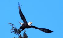 Eagle Kills a Controversial Consequence of America’s Rush to Wind Energy