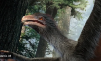Winged Dinosaur Discovered in China (Video)