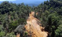 Selective Logging Leaves More Dead Wood in Rainforests