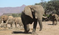 Can Elephants Retain Their Social Bonds in the Face of Poaching