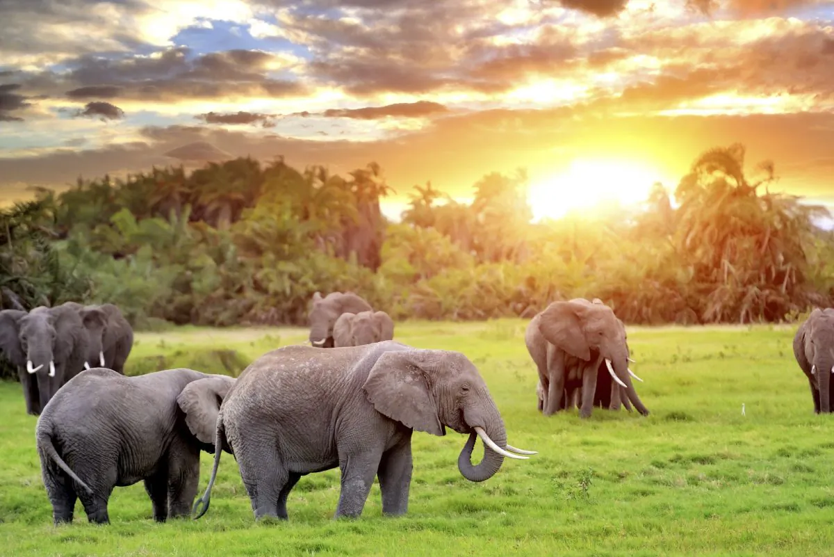 Elephant in the wild - national park Kenya (Byrdyak, iStock)