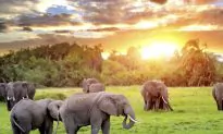 South Africa: A Top Destination in 2015