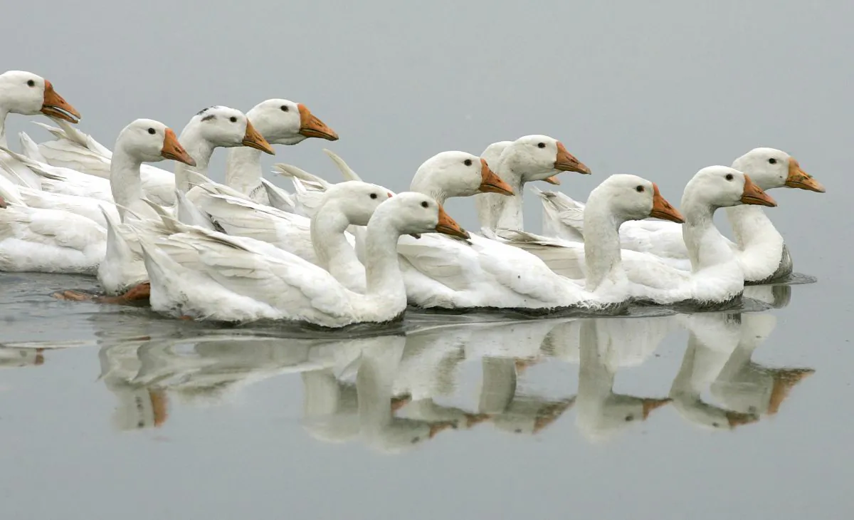 A group of geese swim in a river in Guanghan City, in China's southwestern province of Sichuan in this file photo. According to folklore, the behavior of geese can give warning of an earthquake. (Liu Jin/AFP/Getty Images)