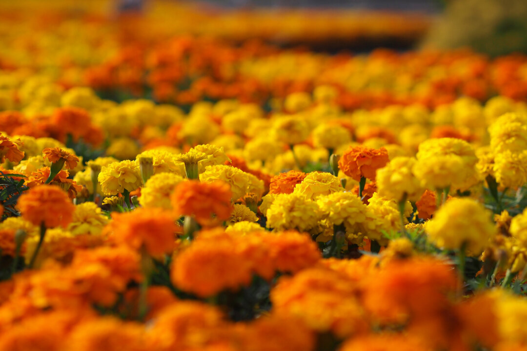 (T.Kiya/Flickr/CC BY-SA 2.0*)