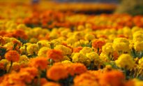 Repel Mosquitoes by Cultivating Marigolds