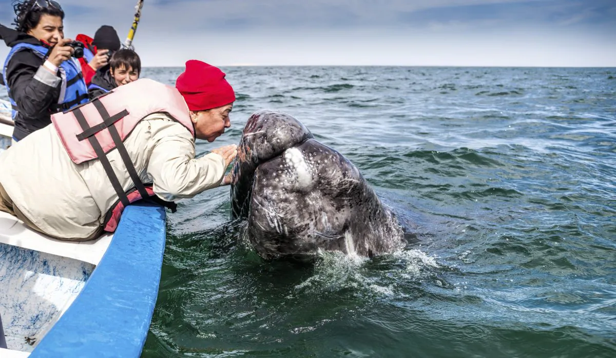 Old Woman Kissing a Gray Whale (renacal1, iStock)