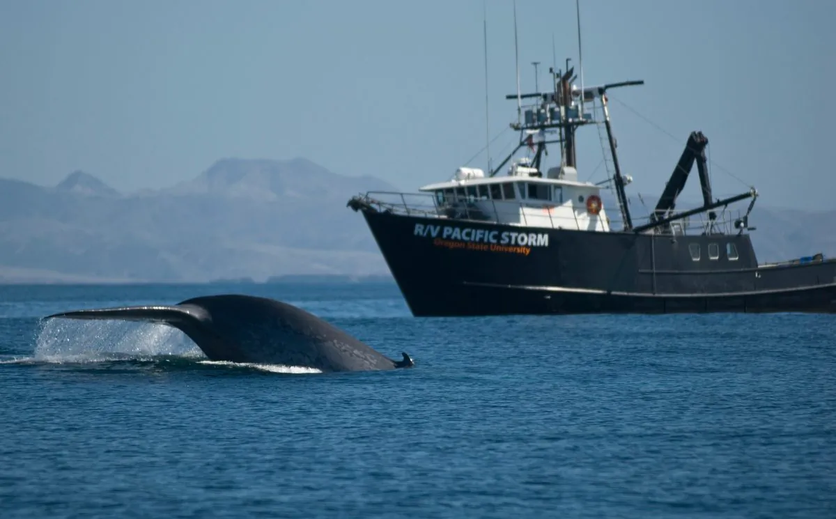 "It's not part of their evolutionary history to have cargo ships killing them, so they haven't developed behavioral responses to this threat," says Jeremy Goldbogen. (James Higgott/Flickr, CC BY-SA 2.0)