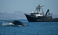 Why Blue Whales Won’t Dive to Avoid Ships