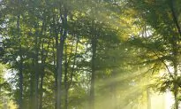 5 Trends That Will Define the World’s Forests in 2016