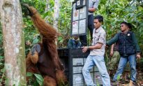 Orangutan Rescued Amid Sea of Palm Oil