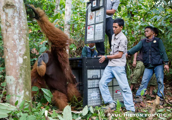 A large male Sumatran orangutan is released, some 50 kilometers from where he was rescued in the Leuser Ecosystem. Photo: Paul Hilton for OIC. 
