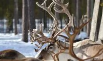 Antler Trade Led Up to Viking Invasion of England