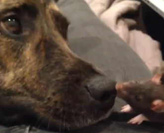 Dog-Rat BFFs Take The Internet By Storm (Video)
