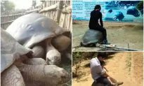 Chinese Netizens Call This Zoo an ‘Animal Concentration Camp’