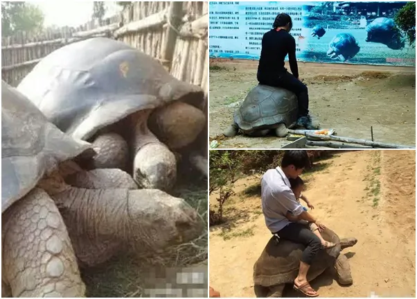 Photographs procured by Oriental Net, based in Hong Kong, show tourists riding giant tortoises at the Haicang Wildlife Zoo in Xiamen City, Fujian Province, recently. In some of the photographs the riders appear to be holding a screwdriver, used to prod the animal to walk. (Screenshot via Oriental Net)