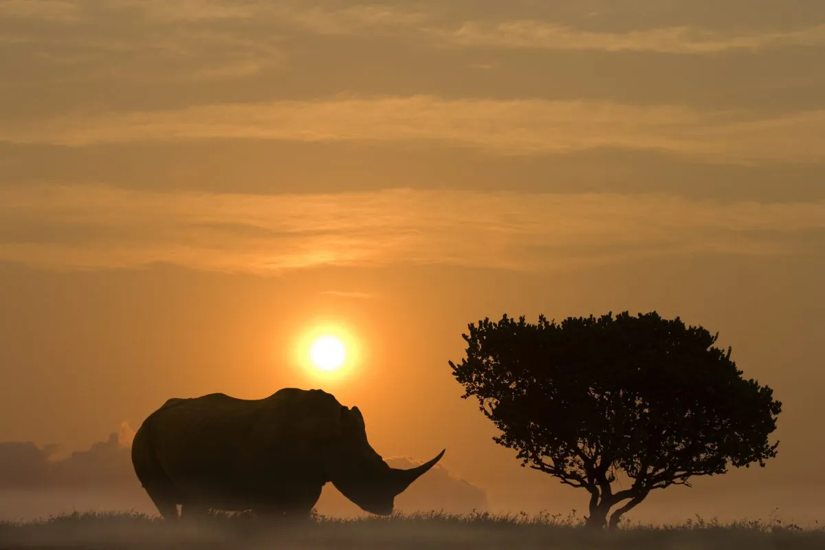 Facing extinction are well-known and iconic species such as elephants, hippos, all species of rhino, European bison, and Indian water buffalo. (Nieuwenhuisen/iStock)
