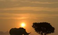 Most Large Herbivores Now Face Extinction