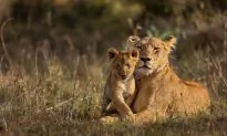 Top 10 Safari Camps for Elephant Viewing