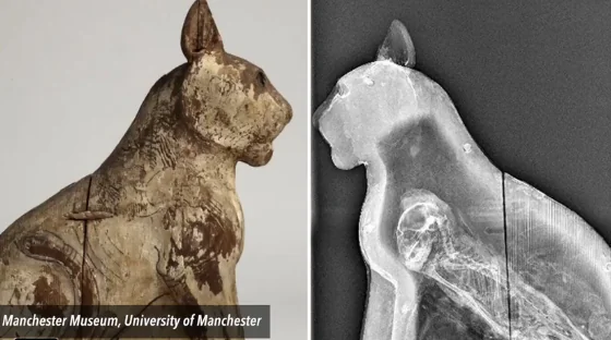 Many Ancient Egyptian Animal Mummies Have Little To No Skeletal Remains (Video)