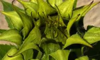 Fiber ‘Roadways’ Drive How Plants Take Shape