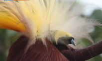 How the Beak is Providing a Breakthrough in Bird Evolution (Video)