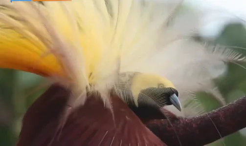 How the Beak is Providing a Breakthrough in Bird Evolution (Video)