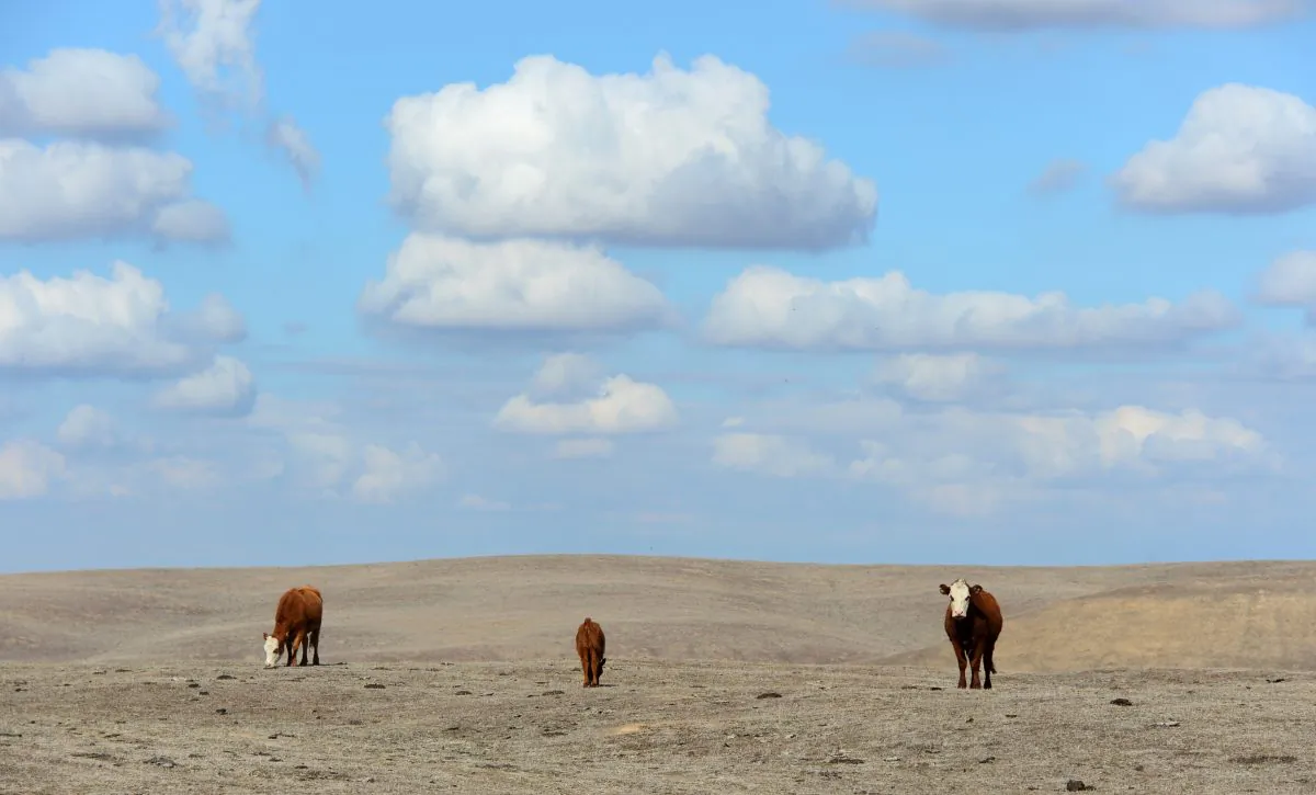 Cattle roam the dirt-brown fields of Nathan Carver's ranch on the outskirts of Delano, in California's Central Valley, on February 3, 2014. (Frederic J. Brown/AFP/Getty Images)