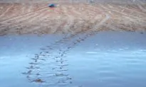 Millions of Olive Ridley Turtles Hatch in India’s Largest Rookery
