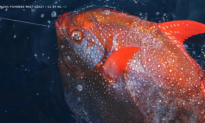 Meet the Opah, the First Known Warm-Blooded Fish (Video)
