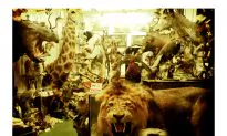 South African Airways Bans All Wildlife Trophies from Flights