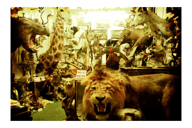 Wildlife trophy room. (Fabio Venni/Creative Commons 2.0)