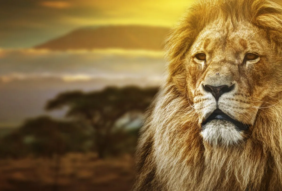 Male lion with Mount Kilimanjaro in background  (NiseriN, iStock)