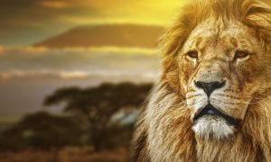 8 Great Holidays for Animal Lovers