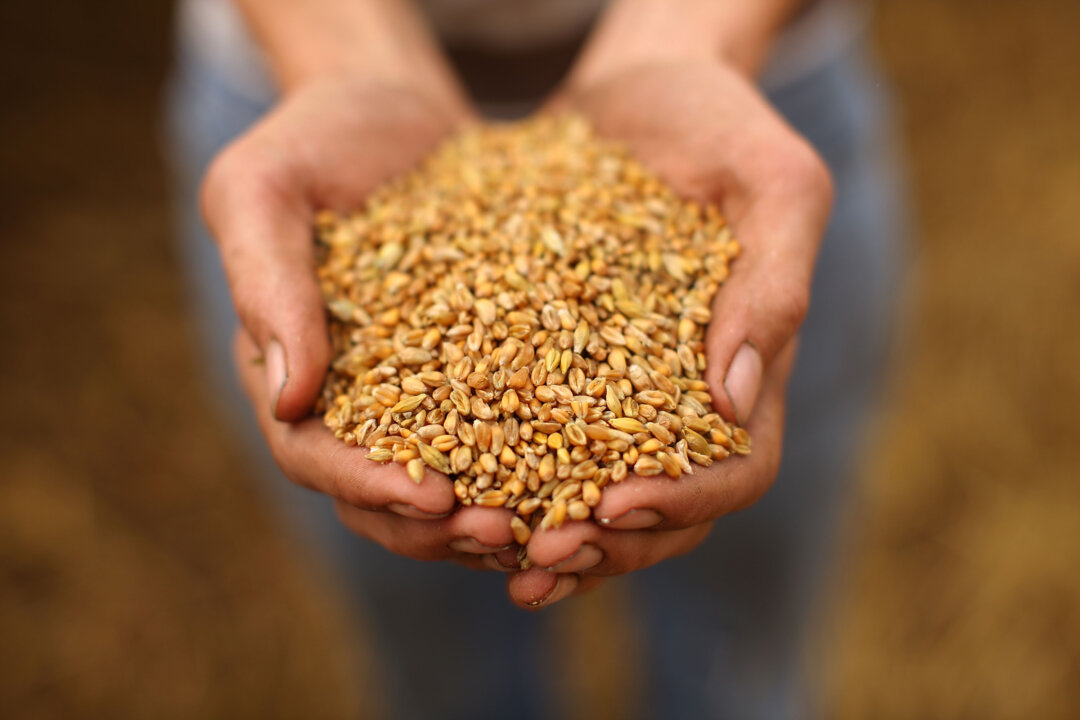 A farmer shows off wheat seeds at the start of harvesting in Chebsey near Stafford, United Kingdom on Aug. 9, 2010. (Christopher Furlong/Getty Images)