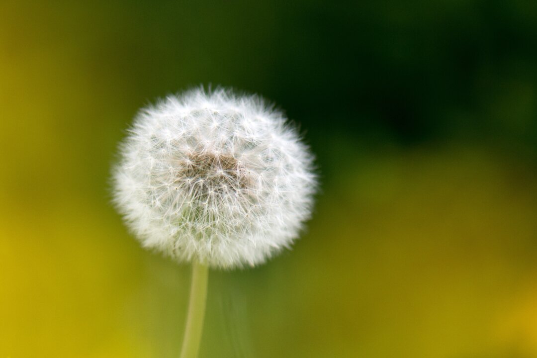 A dandelion. (Arno Burgi/AFP/Getty Images) 