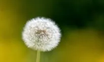 Grow Well Without Roundup