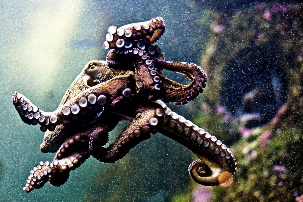 A stock photo of an octopus. (Feans/Flickr, CC BY 2.0)