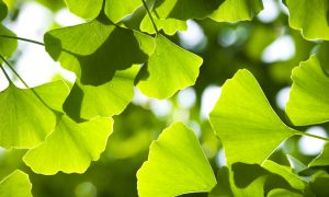 Ginkgo: Ancient Tree of Longevity