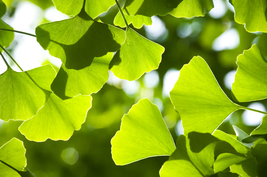 No other plant alive today has a leaf like a ginkgo tree. (toto8888/iStock)