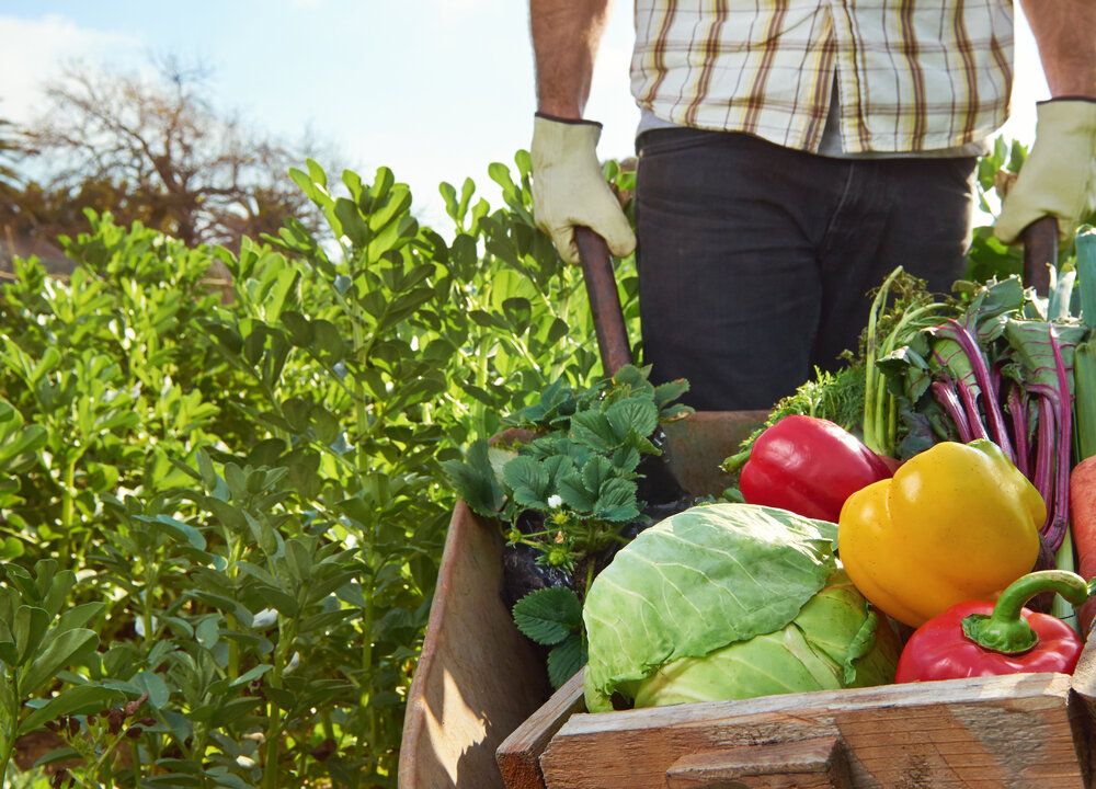 Eating food grown organically without the aid of pesticides can help reduce the body’s toxic load. (Shutterstock*)