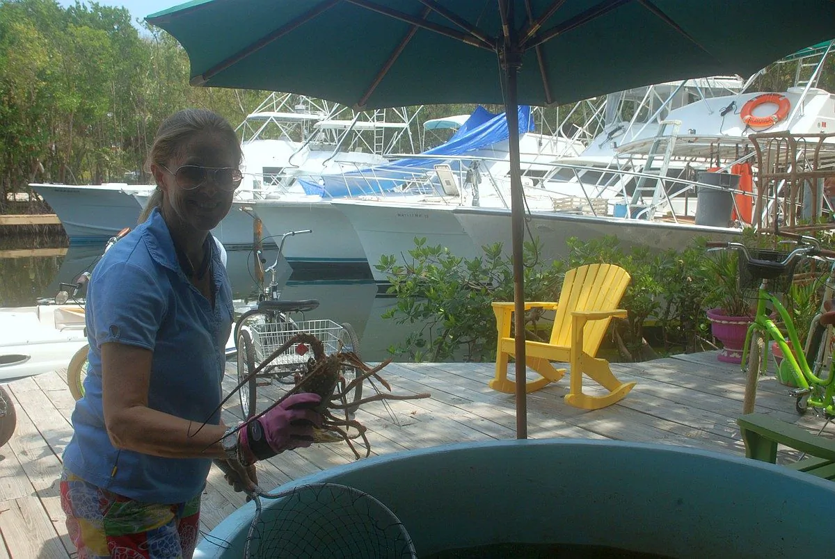 A live lobster well at Old Conch Harbor in Islamorada, Florida is aerated. Visitors can see the catch and buy them fresh. Angel Cabrera holds one up in a glove to prevent the Florida spiny lobster's spines from sticking her hand. (John Christopher Fine copyright 2015)