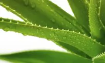 Healing Benefits of Aloe Vera