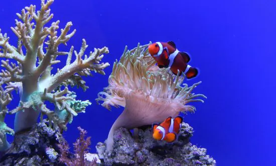 Survival in Hottest Sea May Be Death Trap for Coral