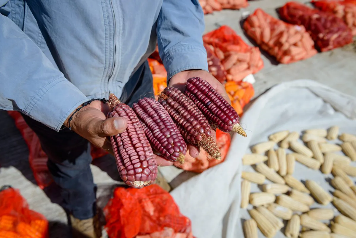A field technician shows a few samples of heirloom corn. (Courtesy of Masienda)