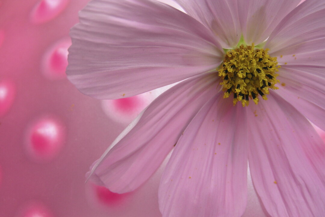 (Daisyray/iStock)