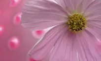 Vulvodynia, Acupuncture, and Chinese Medicine
