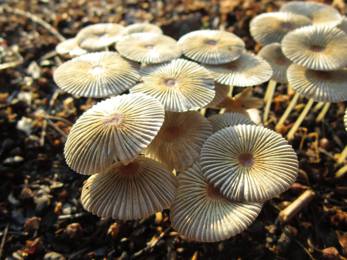 People have tried to figure out how mushrooms are related since the time of Linnaeus," says Catherine Aime. "It's gratifying to finally solve this mystery." (Selena N. B. H./Flickr, CC BY 2.0)