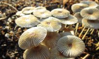 Mysterious Mushrooms Get New ‘Family Tree’